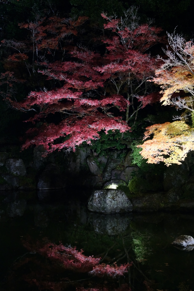 【京都夜楓半日遊】參觀東寺和知恩院友禪苑夜楓，大珠小珠落玉盤，太美了～ @捲捲頭 ♡ 品味生活