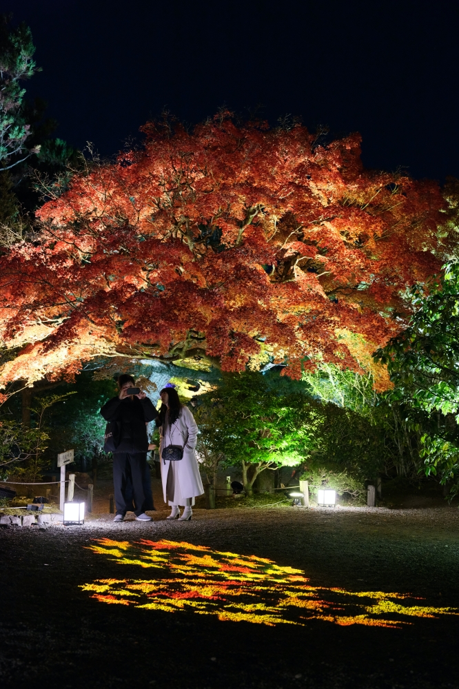 【京都夜楓半日遊】參觀東寺和知恩院友禪苑夜楓，大珠小珠落玉盤，太美了～ @捲捲頭 ♡ 品味生活