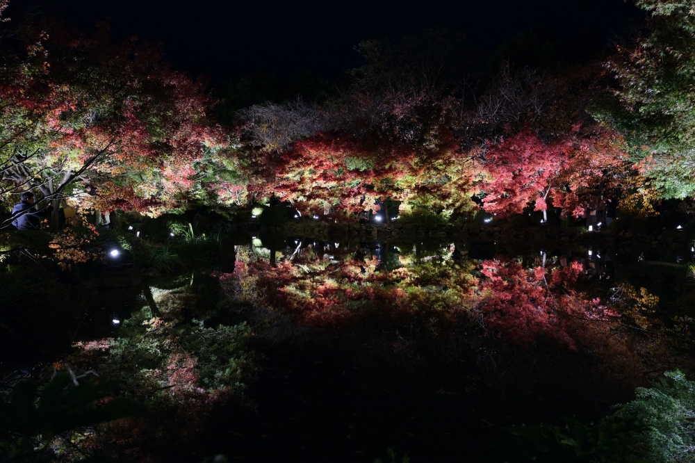 【京都夜楓半日遊】參觀東寺和知恩院友禪苑夜楓，大珠小珠落玉盤，太美了～ @捲捲頭 ♡ 品味生活