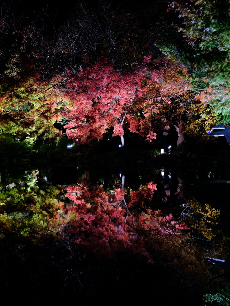 【京都夜楓半日遊】參觀東寺和知恩院友禪苑夜楓，大珠小珠落玉盤，太美了～ @捲捲頭 ♡ 品味生活