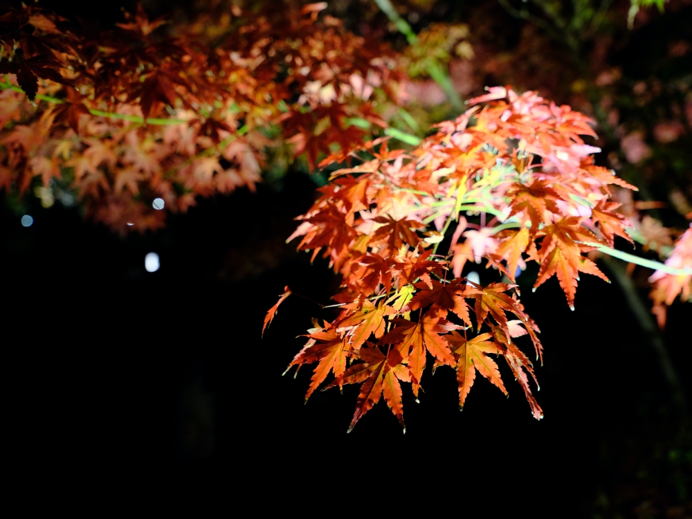 【京都夜楓半日遊】參觀東寺和知恩院友禪苑夜楓，大珠小珠落玉盤，太美了～ @捲捲頭 ♡ 品味生活