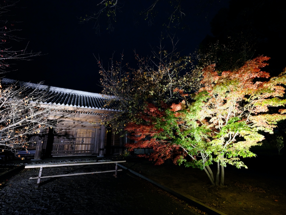 【京都夜楓半日遊】參觀東寺和知恩院友禪苑夜楓，大珠小珠落玉盤，太美了～ @捲捲頭 ♡ 品味生活