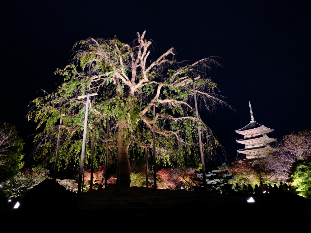 【京都夜楓半日遊】參觀東寺和知恩院友禪苑夜楓，大珠小珠落玉盤，太美了～ @捲捲頭 ♡ 品味生活