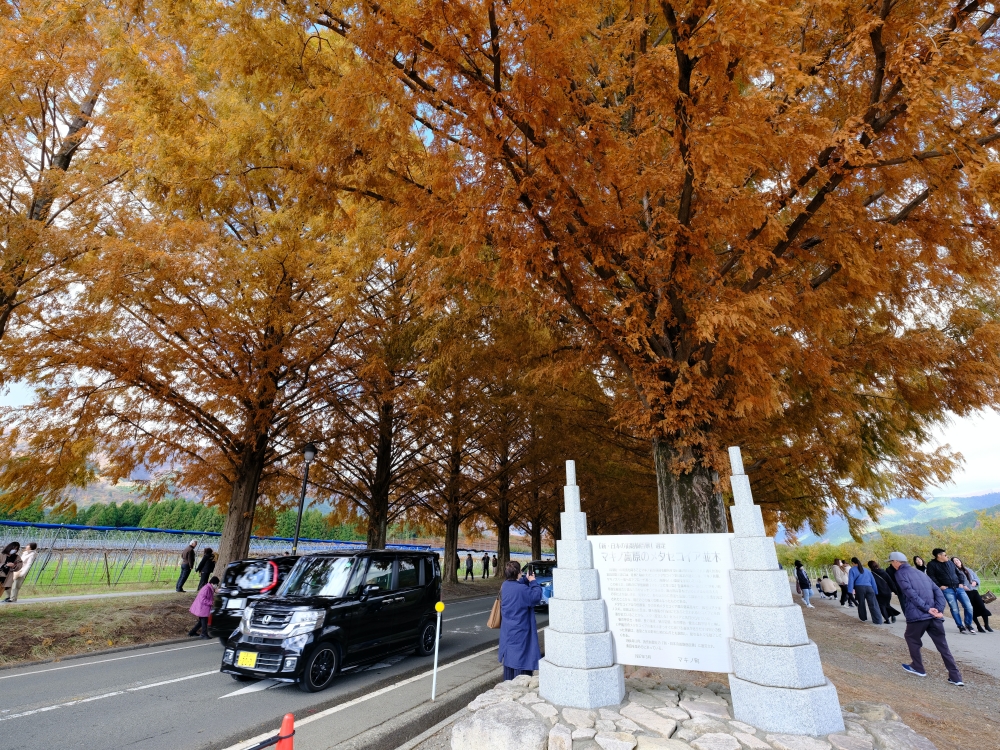 滋賀景點【牧野高原水杉林蔭大道】翻開格雷斯的履歷：交通停車、必拍景點全攻略 @捲捲頭 ♡ 品味生活