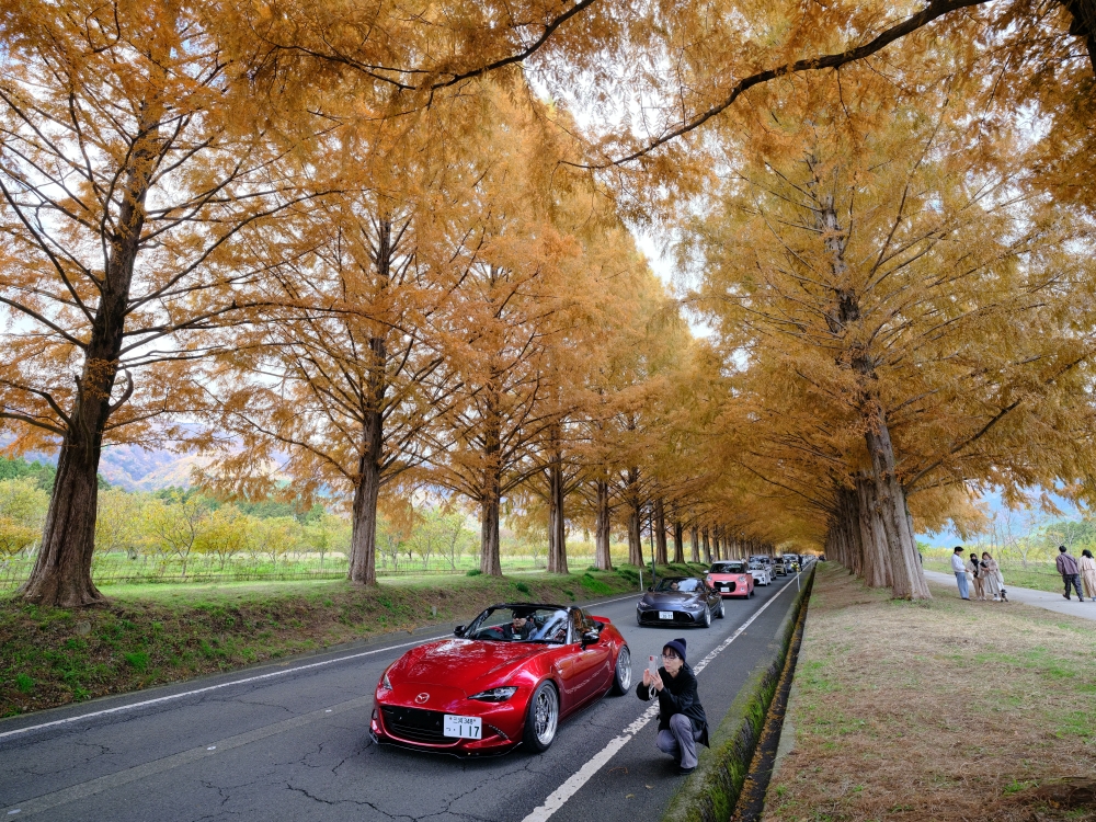 滋賀景點【牧野高原水杉林蔭大道】翻開格雷斯的履歷：交通停車、必拍景點全攻略 @捲捲頭 ♡ 品味生活