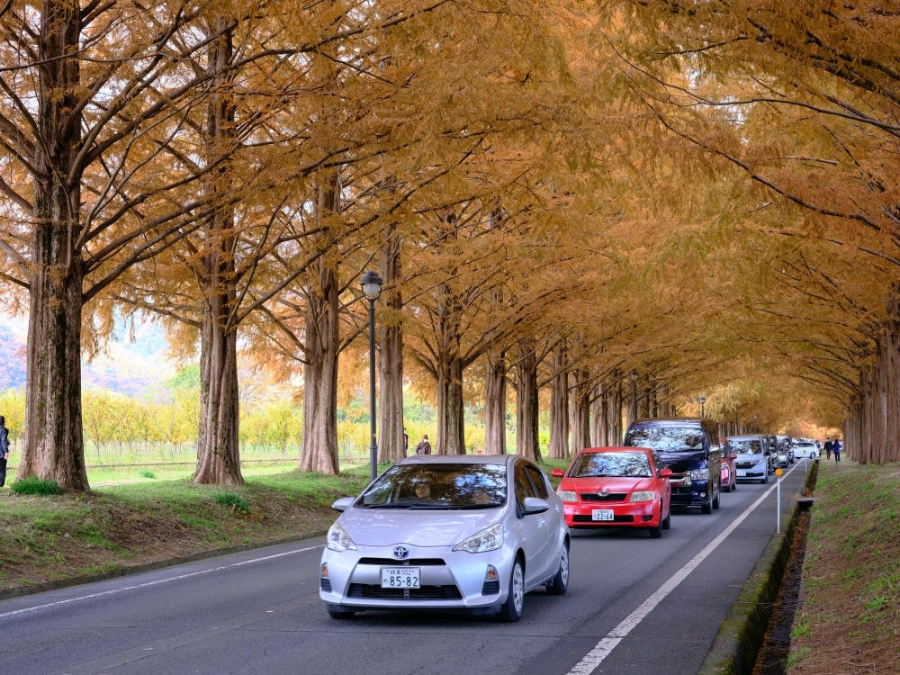 滋賀景點【牧野高原水杉林蔭大道】翻開格雷斯的履歷：交通停車、必拍景點全攻略 @捲捲頭 ♡ 品味生活