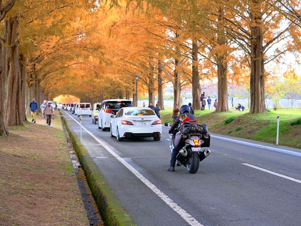 滋賀景點【牧野高原水杉林蔭大道】翻開格雷斯的履歷：交通停車、必拍景點全攻略 @捲捲頭 ♡ 品味生活