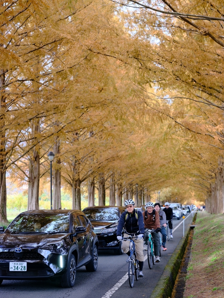 滋賀景點【牧野高原水杉林蔭大道】翻開格雷斯的履歷：交通停車、必拍景點全攻略 @捲捲頭 ♡ 品味生活