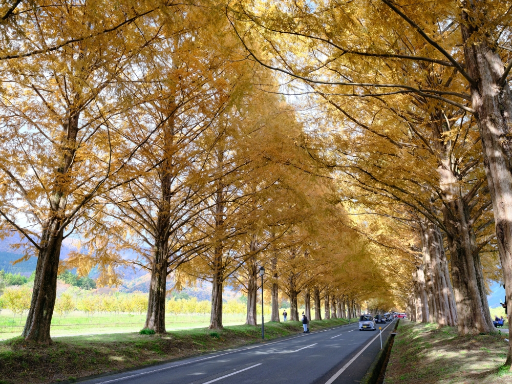 滋賀景點【牧野高原水杉林蔭大道】翻開格雷斯的履歷：交通停車、必拍景點全攻略 @捲捲頭 ♡ 品味生活