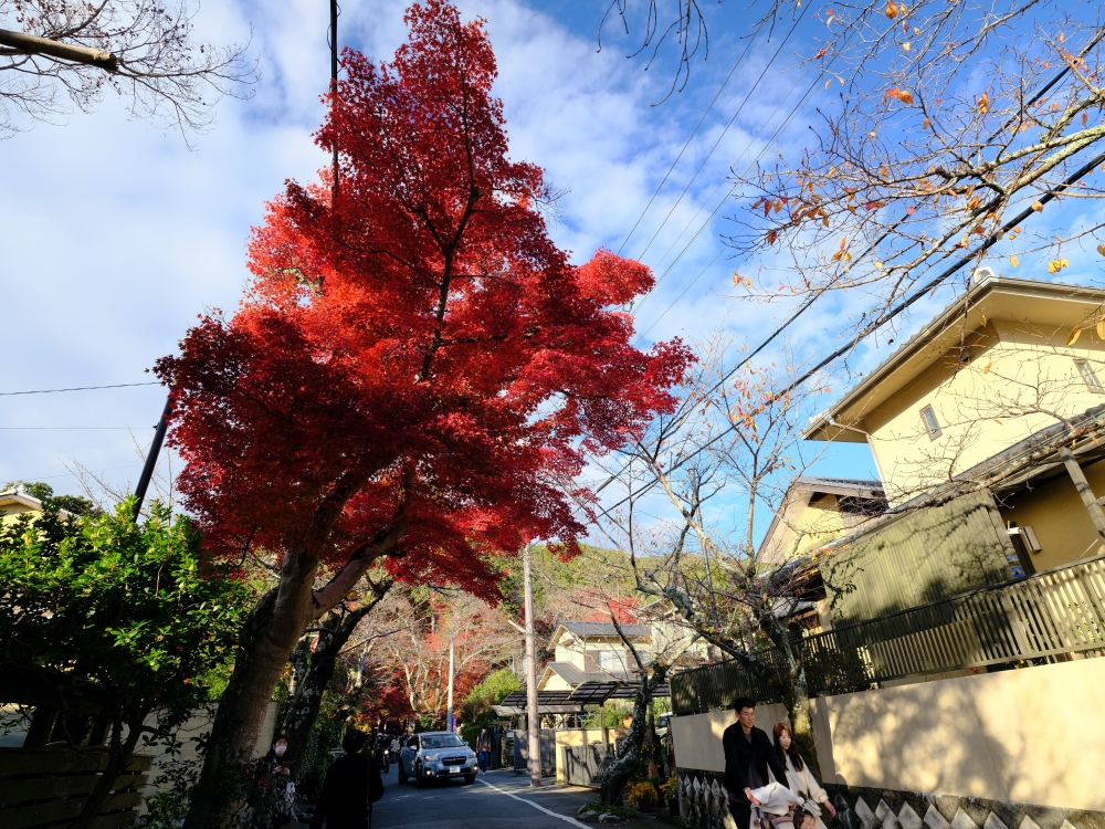 【毘沙門堂】滿山橘爆的紅葉，小巧精緻賞楓名所，最新楓況、交通地圖全攻略 @捲捲頭 ♡ 品味生活