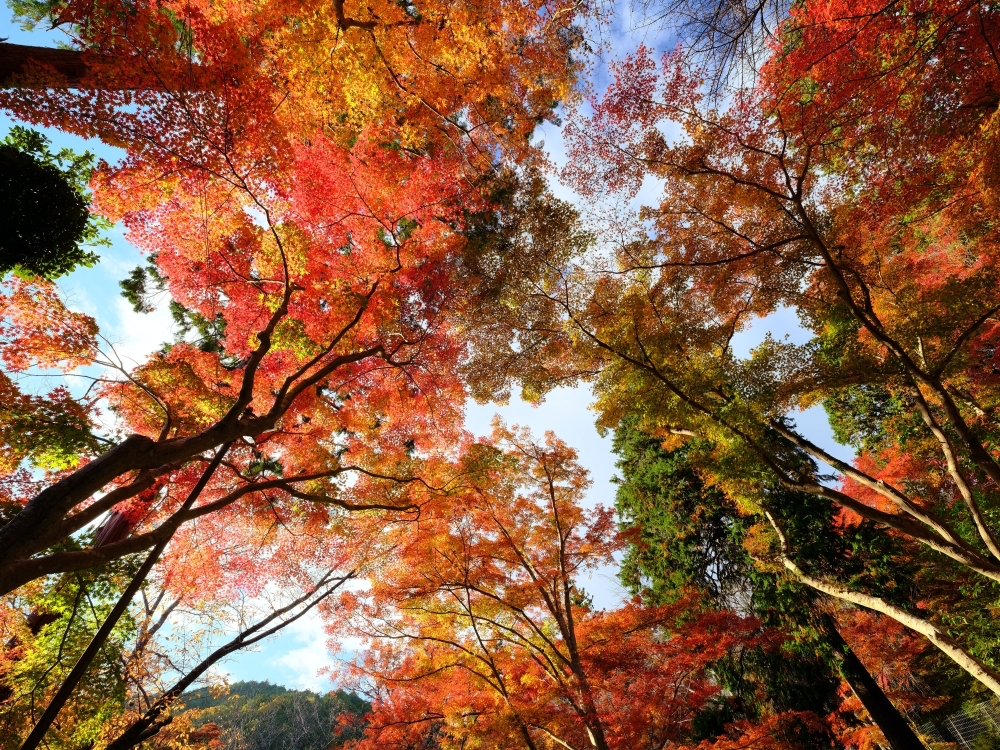 【毘沙門堂】滿山橘爆的紅葉，小巧精緻賞楓名所，最新楓況、交通地圖全攻略 @捲捲頭 ♡ 品味生活