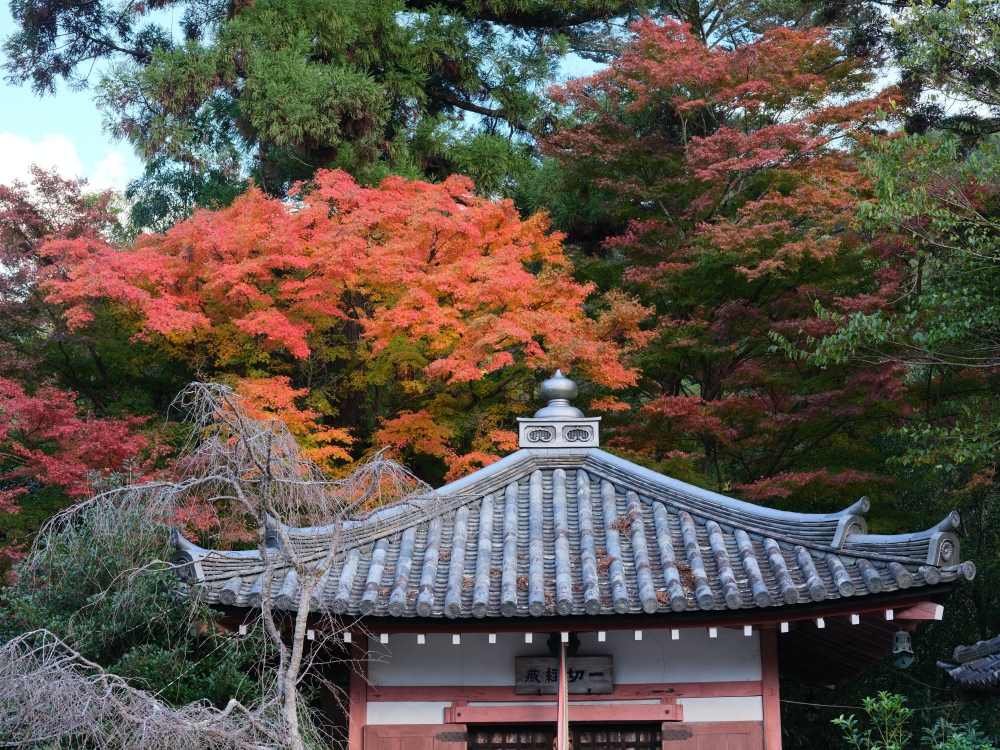 【毘沙門堂】滿山橘爆的紅葉，小巧精緻賞楓名所，最新楓況、交通地圖全攻略 @捲捲頭 ♡ 品味生活