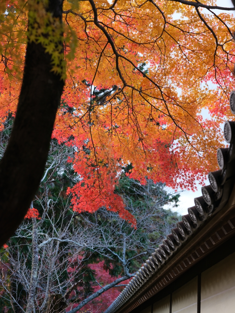 【毘沙門堂】滿山橘爆的紅葉，小巧精緻賞楓名所，最新楓況、交通地圖全攻略 @捲捲頭 ♡ 品味生活