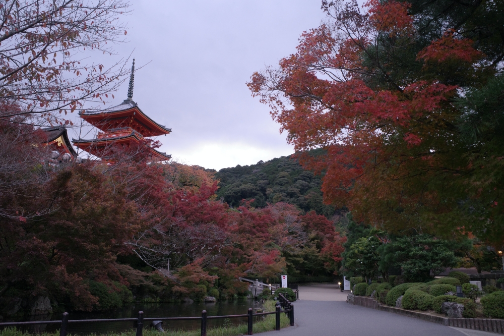 【京都賞紅葉】清水寺最新紅葉情報、交通地圖全攻略～ @捲捲頭 ♡ 品味生活