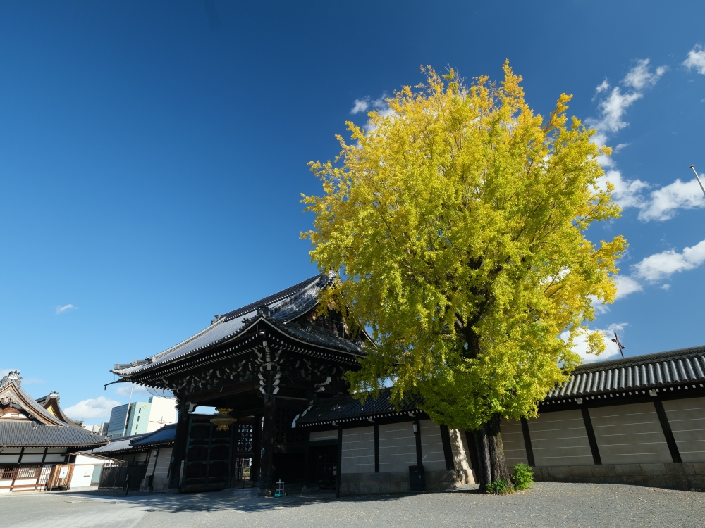 【西本願寺】京都銀杏名所，朝天生長的四百年大銀杏 @捲捲頭 ♡ 品味生活