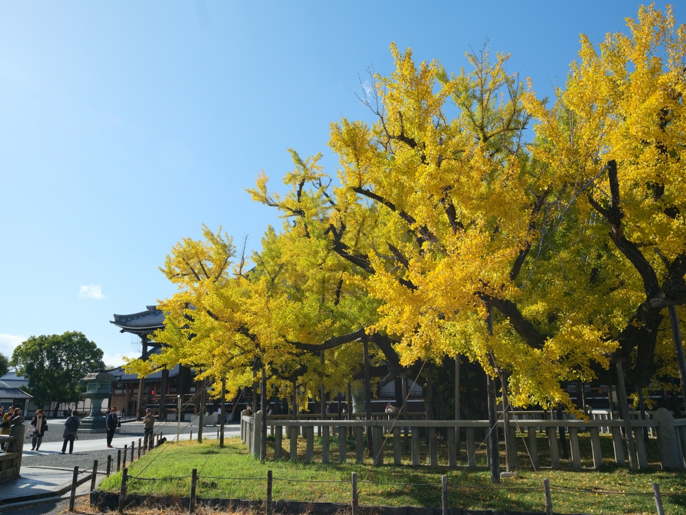 【西本願寺】京都銀杏名所，朝天生長的四百年大銀杏 @捲捲頭 ♡ 品味生活