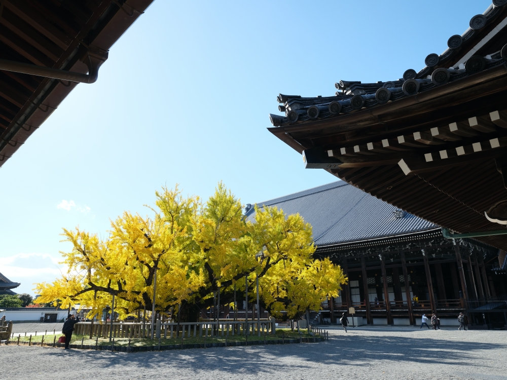 【西本願寺】京都銀杏名所，朝天生長的四百年大銀杏 @捲捲頭 ♡ 品味生活