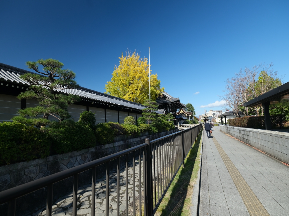 【西本願寺】京都銀杏名所，朝天生長的四百年大銀杏 @捲捲頭 ♡ 品味生活