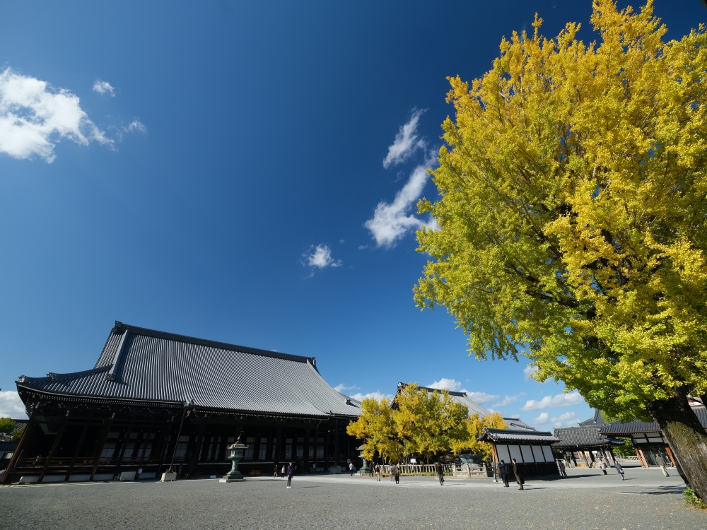 【西本願寺】京都銀杏名所，朝天生長的四百年大銀杏 @捲捲頭 ♡ 品味生活