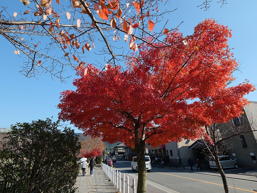 【京都賞楓景點】京都四條最美賞楓路線,祇園白川.岡崎.南禪寺.永觀堂.哲學之道 @捲捲頭 ♡ 品味生活