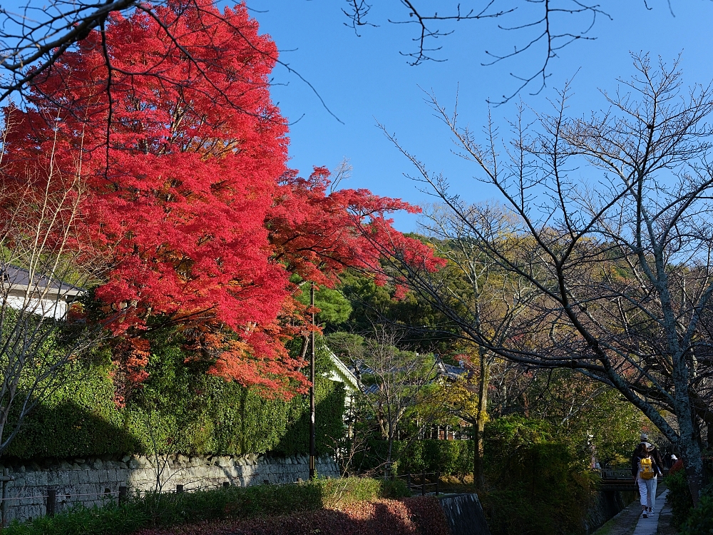 【京都賞楓景點】京都四條最美賞楓路線,祇園白川.岡崎.南禪寺.永觀堂.哲學之道 @捲捲頭 ♡ 品味生活