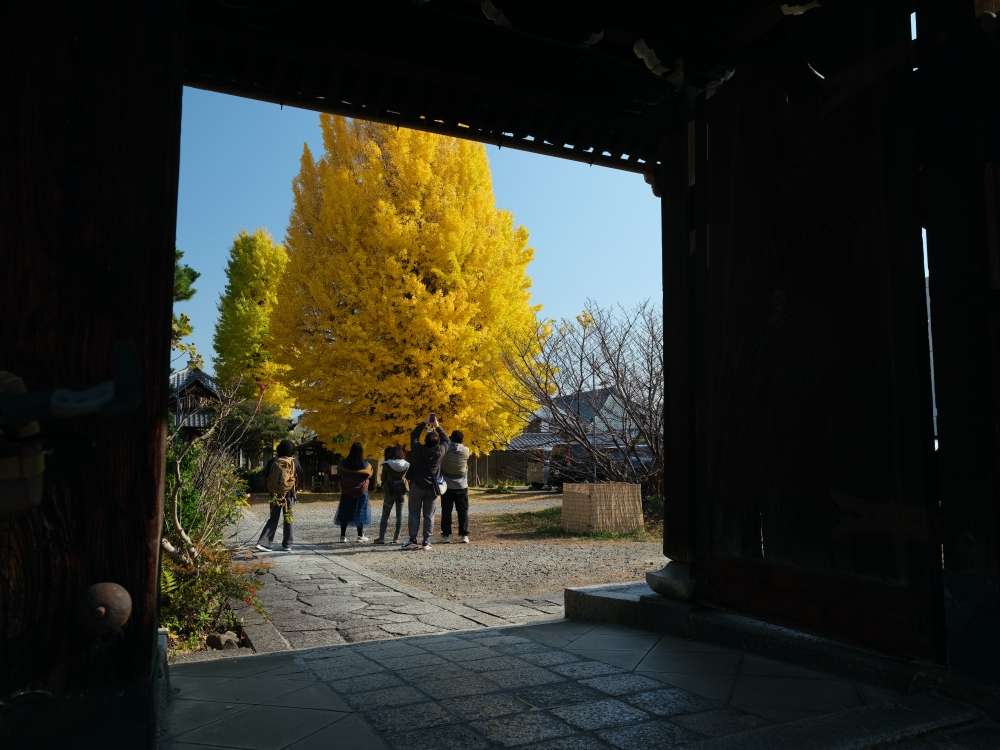 【日本賞楓景點】超強京都楓葉景點，京都賞楓地點介紹，楓況公佈攻略 @捲捲頭 ♡ 品味生活