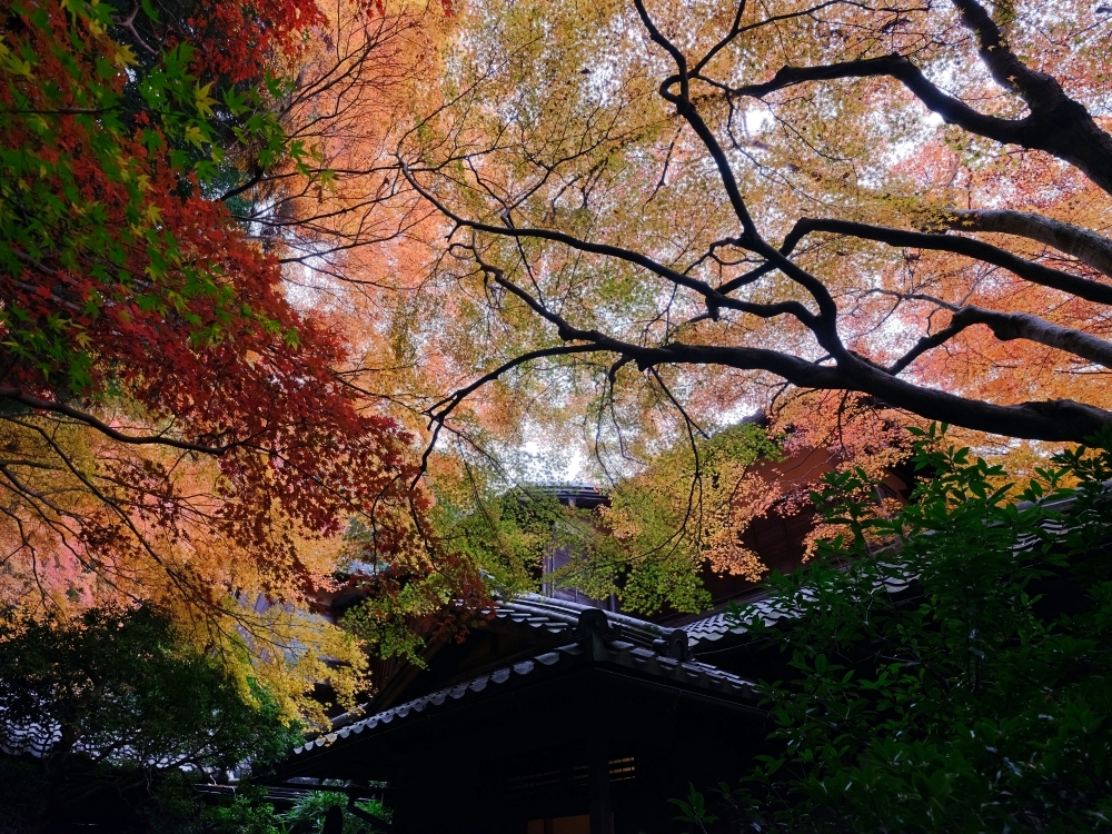 京都賞楓【琉璃光院】百聞不如一見，琉璃光院的楓紅， 門票、交通、必拍景點全攻略 @捲捲頭 ♡ 品味生活