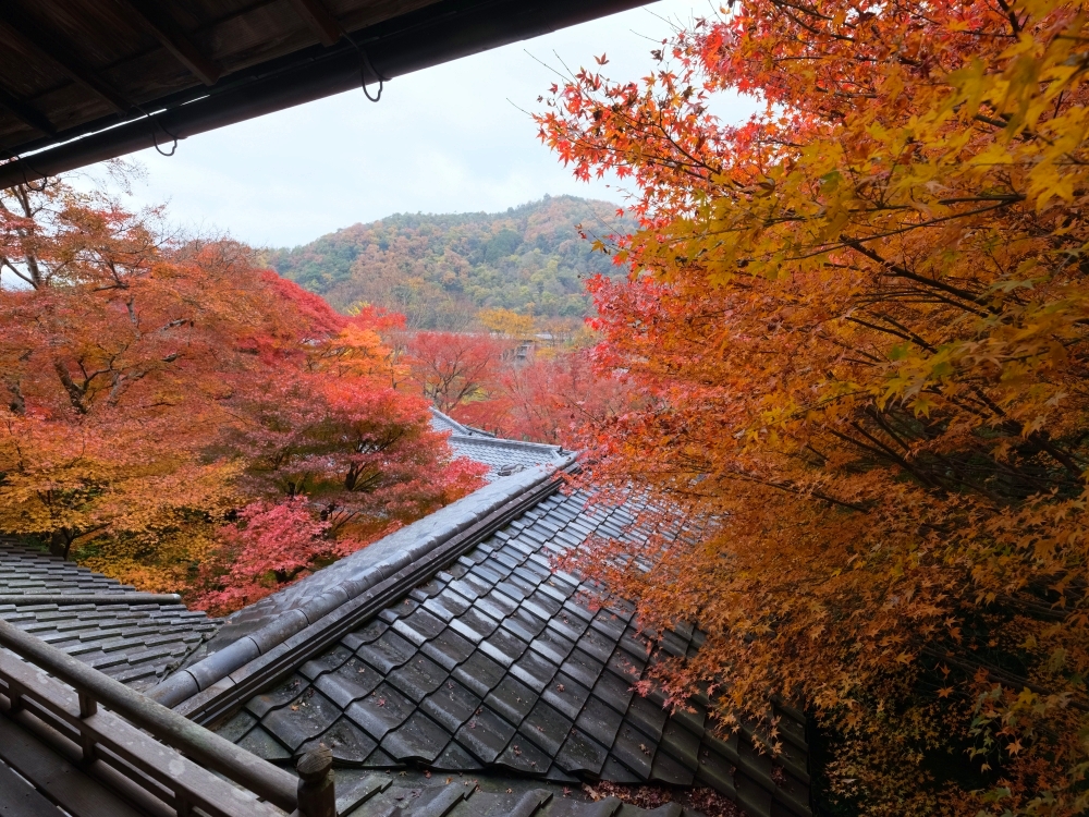 京都賞楓【琉璃光院】百聞不如一見，琉璃光院的楓紅， 門票、交通、必拍景點全攻略 @捲捲頭 ♡ 品味生活