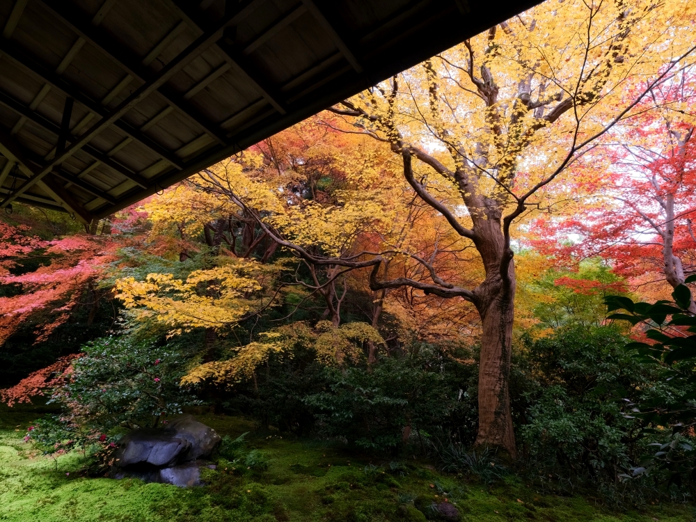 京都賞楓【琉璃光院】百聞不如一見，琉璃光院的楓紅， 門票、交通、必拍景點全攻略 @捲捲頭 ♡ 品味生活