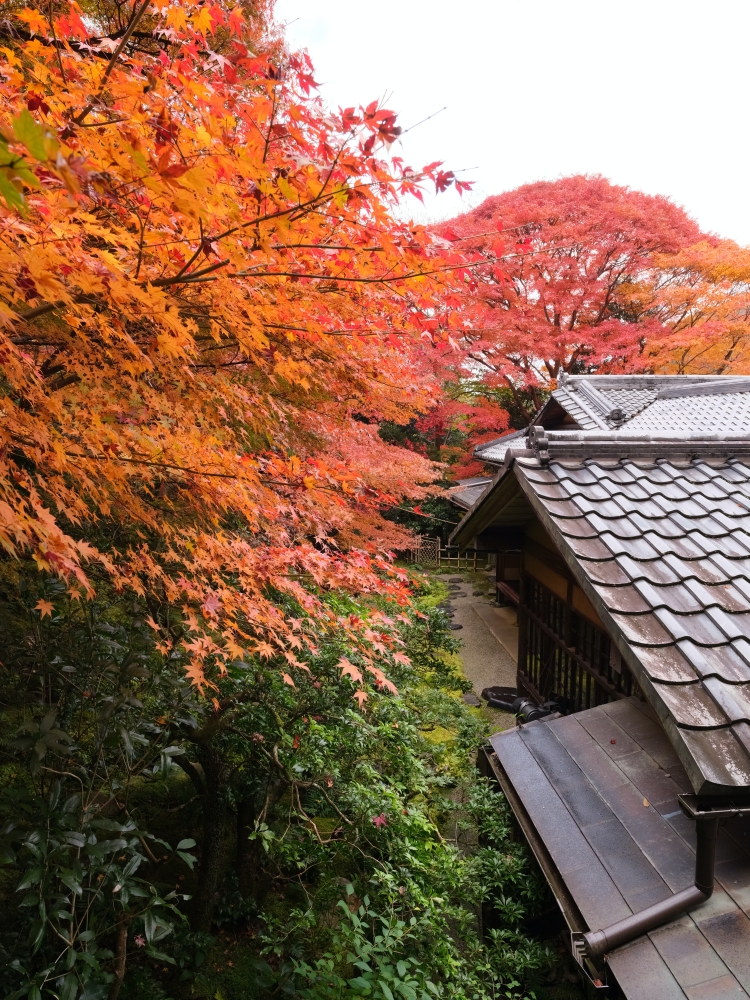 京都賞楓【琉璃光院】百聞不如一見，琉璃光院的楓紅， 門票、交通、必拍景點全攻略 @捲捲頭 ♡ 品味生活