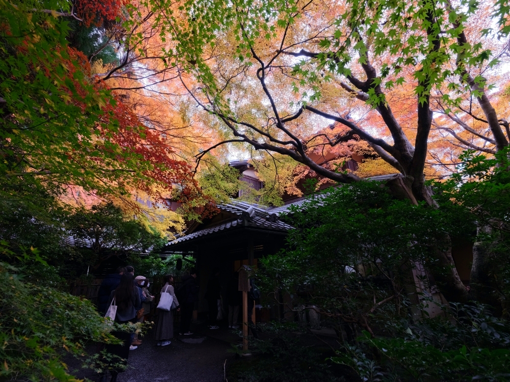 京都賞楓【琉璃光院】百聞不如一見，琉璃光院的楓紅， 門票、交通、必拍景點全攻略 @捲捲頭 ♡ 品味生活