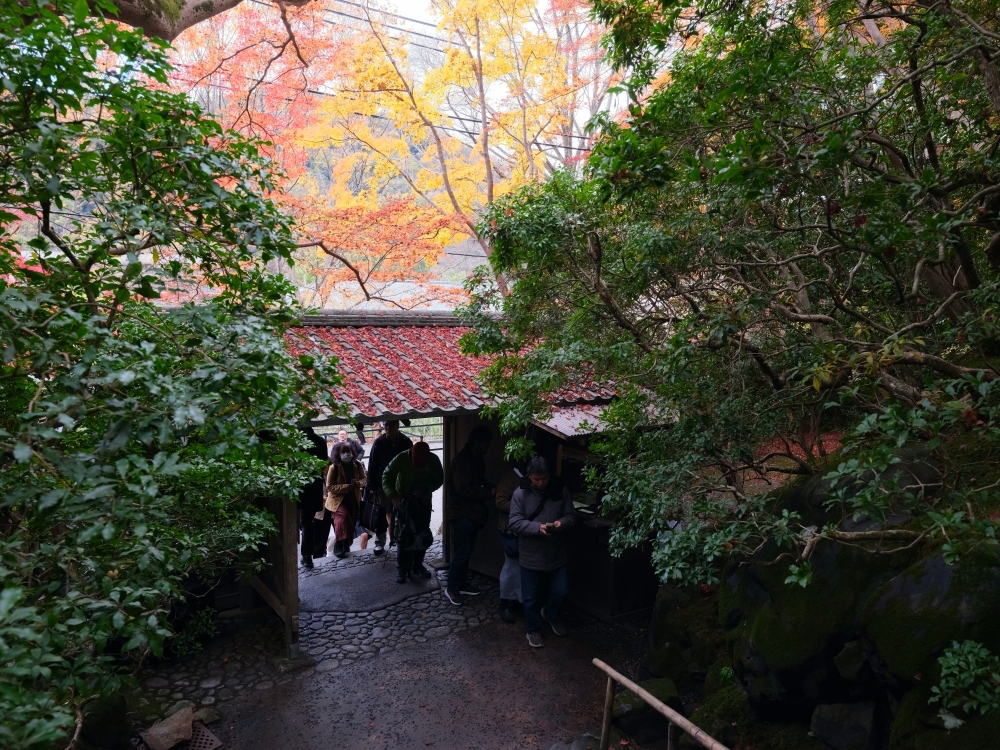 京都賞楓【琉璃光院】百聞不如一見，琉璃光院的楓紅， 門票、交通、必拍景點全攻略 @捲捲頭 ♡ 品味生活