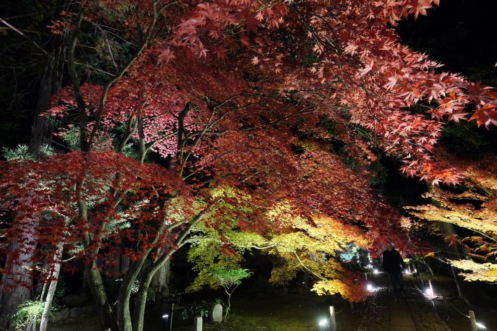 【日本賞楓景點】超強京都楓葉景點，京都賞楓地點介紹，楓況公佈攻略 @捲捲頭 ♡ 品味生活