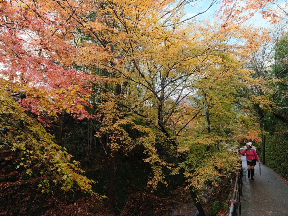 【三千院.嵐山一日遊】輕鬆打卡兩個京都賞楓必去景點，免自駕全攻略 @捲捲頭 ♡ 品味生活