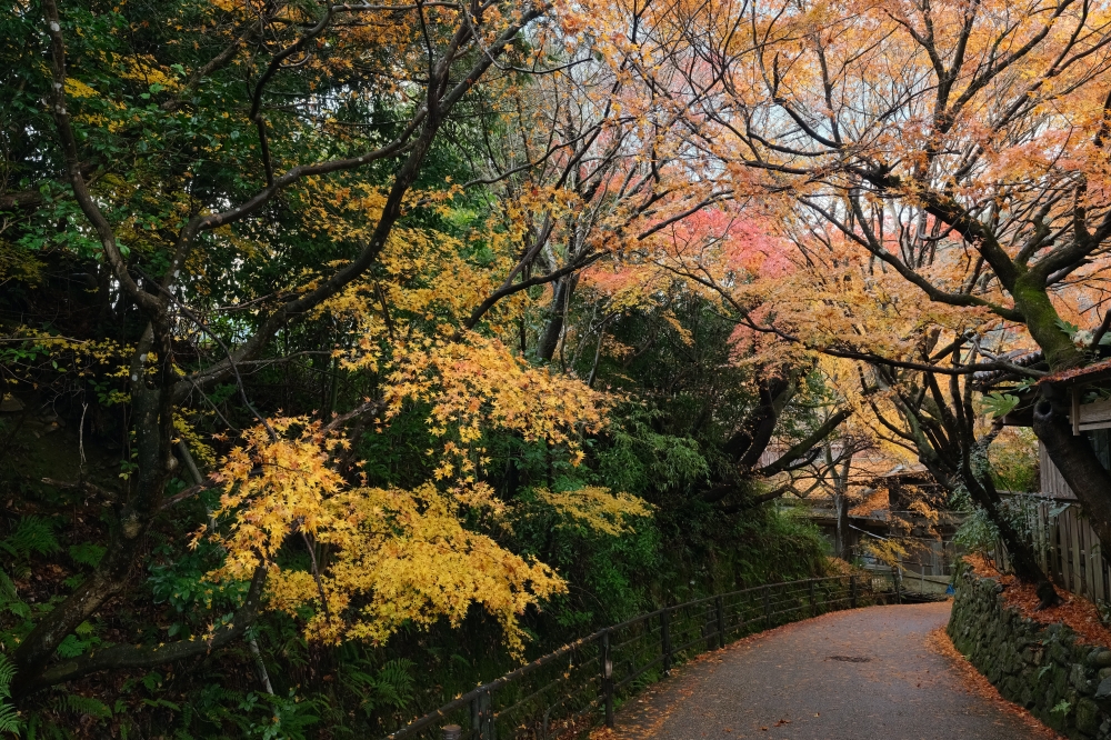 【三千院.嵐山一日遊】輕鬆打卡兩個京都賞楓必去景點，免自駕全攻略 @捲捲頭 ♡ 品味生活