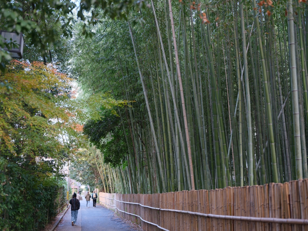 【三千院.嵐山一日遊】輕鬆打卡兩個京都賞楓必去景點，免自駕全攻略 @捲捲頭 ♡ 品味生活