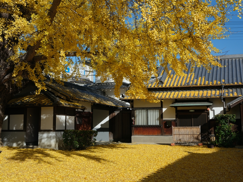 大阪【難宗寺】500年古老銀杏樹，飄落的黃金雨這裡看～ @捲捲頭 ♡ 品味生活