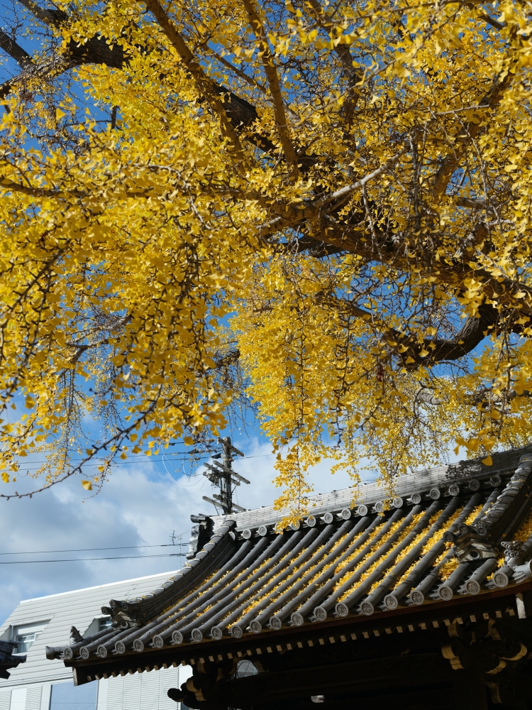 大阪【難宗寺】500年古老銀杏樹，飄落的黃金雨這裡看～ @捲捲頭 ♡ 品味生活