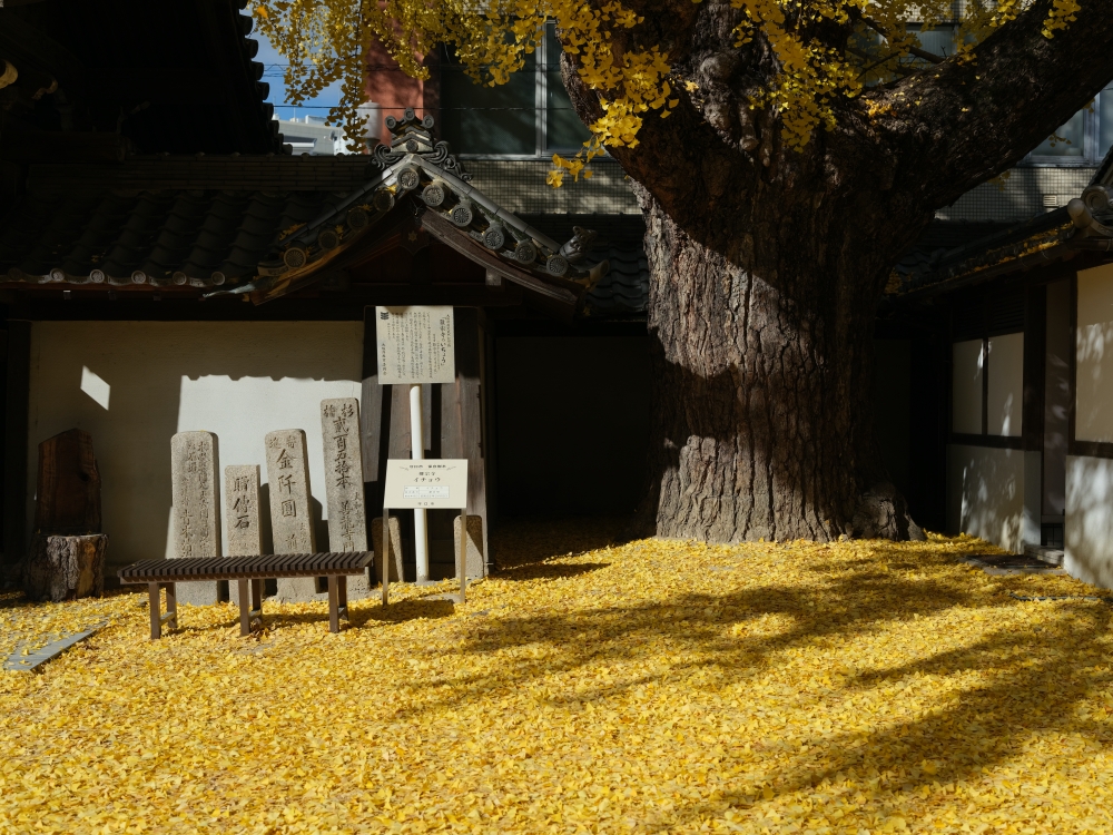 大阪【難宗寺】500年古老銀杏樹，飄落的黃金雨這裡看～ @捲捲頭 ♡ 品味生活