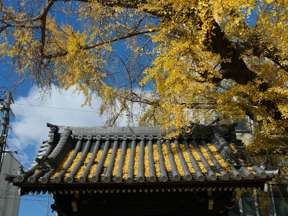 大阪【難宗寺】500年古老銀杏樹，飄落的黃金雨這裡看～ @捲捲頭 ♡ 品味生活