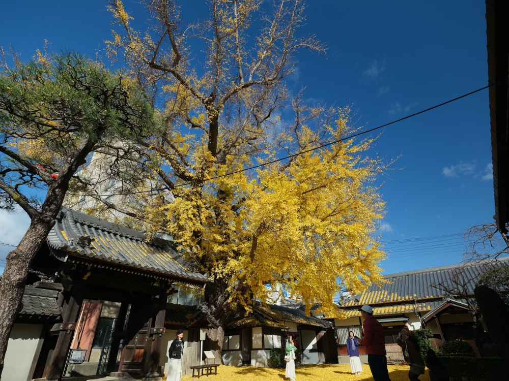 大阪【難宗寺】500年古老銀杏樹，飄落的黃金雨這裡看～ @捲捲頭 ♡ 品味生活