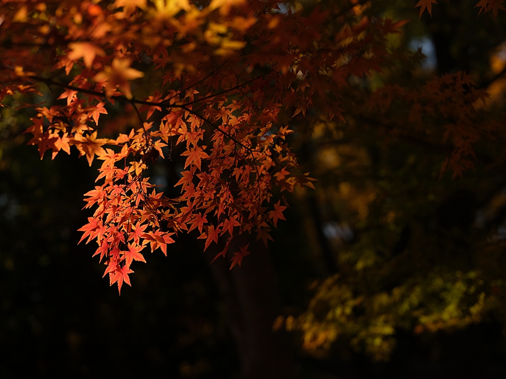 【大阪城公園】快攻天守閣小撇步！門票、交通、環境全攻略 @捲捲頭 ♡ 品味生活