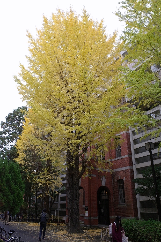 【京都大學】京都名校巡禮，交通、附近景點美食全攻略 @捲捲頭 ♡ 品味生活