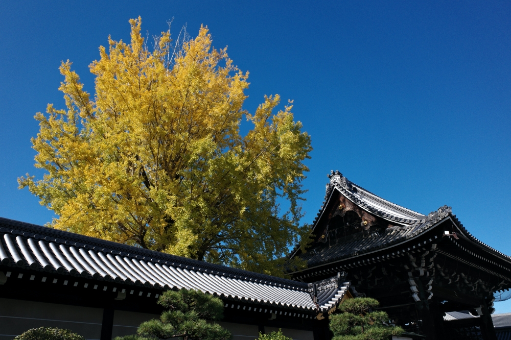 【西本願寺】京都銀杏名所，朝天生長的四百年大銀杏 @捲捲頭 ♡ 品味生活