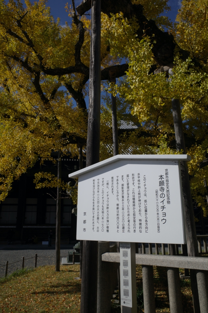 【西本願寺】京都銀杏名所，朝天生長的四百年大銀杏 @捲捲頭 ♡ 品味生活