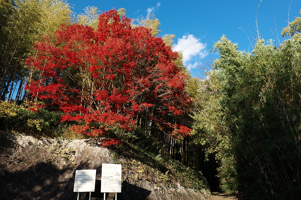 【洛西竹林公園】京都竹林秘境，門票、交通、環境全攻略 @捲捲頭 ♡ 品味生活