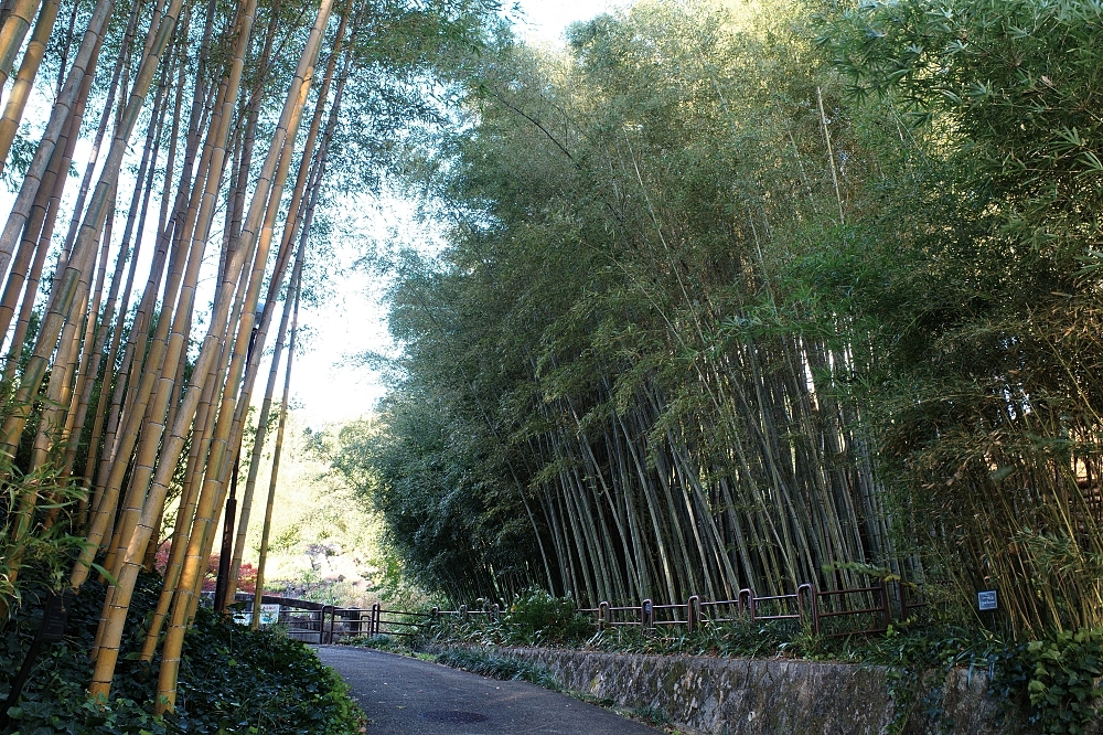 【洛西竹林公園】京都竹林秘境，門票、交通、環境全攻略 @捲捲頭 ♡ 品味生活