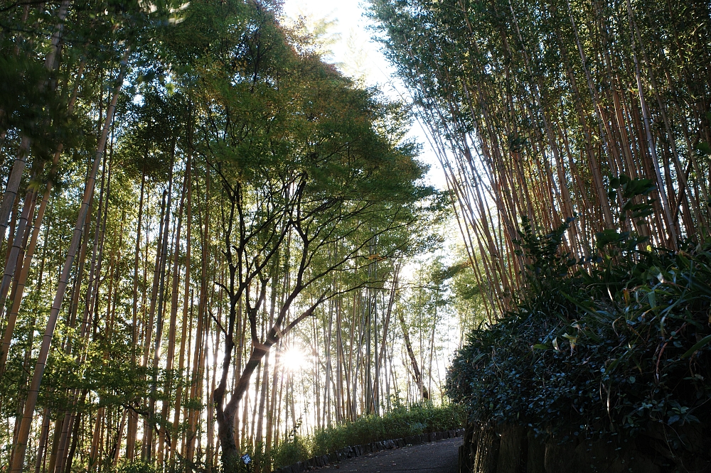 【洛西竹林公園】京都竹林秘境，門票、交通、環境全攻略 @捲捲頭 ♡ 品味生活