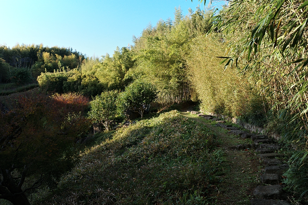 【洛西竹林公園】京都竹林秘境，門票、交通、環境全攻略 @捲捲頭 ♡ 品味生活