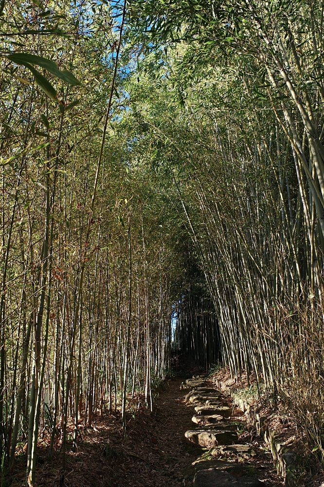 【洛西竹林公園】京都竹林秘境，門票、交通、環境全攻略 @捲捲頭 ♡ 品味生活